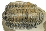 Detailed Crotalocephalina Trilobite - Atchana, Morocco #249704-1